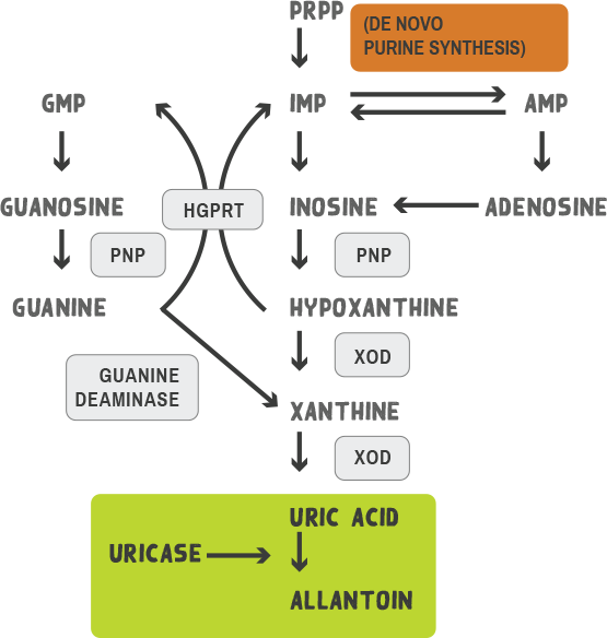 Purine Metabolism Cycle Chart