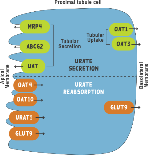 Transporters in proximal tubule cell