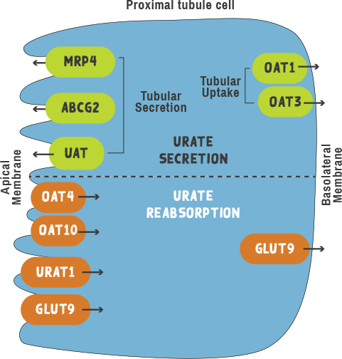 Urate secretion and reabsorption graphic
